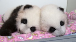 sweetbabyblue05:  spoopykrip:  giantpandaphotos:  Twins Mei Lun