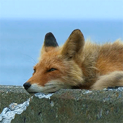 geardrops:  n8yager:  Foxes living on the beach in Hokkaido [x]
