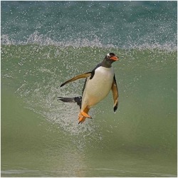 Practice makes perfect (Gentoo Penguins are masterful surfers,