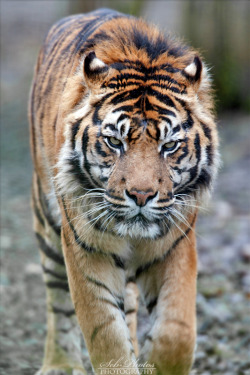 llbwwb  For the tiger lovers:) Are you talking to me? by *Seb-Photos.