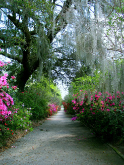 travelthisworld:  Care to go for a walk? Charleston, South Carolina,