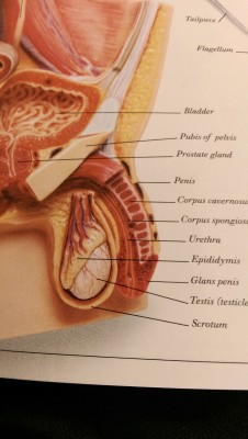 baredbellend:  All  of the penises in my new anatomy book are