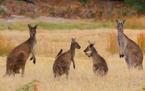 Psst, hey mate … looks like you’ve got a hitchhiker