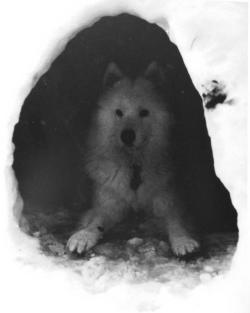 Dope Dog Gifs