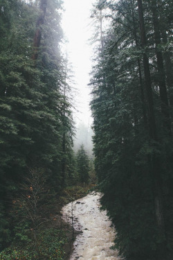 banshy:  Foggy Morning in the Redwoods // Braden Olsen  