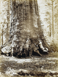 Carleton Watkins - Section of the Grizzly Giant, Mariposa Grove,