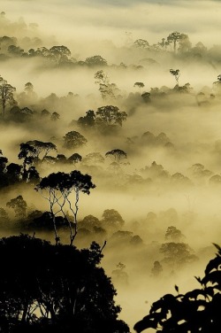 “Trees are always a relief, after people.” – David Mitchell, Black Swan Green (rainforests of Borneo)