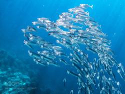 socialfoto:Mackerel swarm in the red sea Mackerel swarm in the