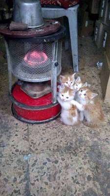 awwww-cute:  It was a cold day in Amman, Jordan (Source: http://ift.tt/2uA0tRG)