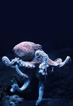 johnnybravo20:  Dancing Octopus (by Sebastian Kruk) 