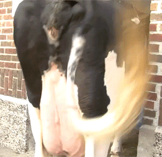 loveudders:  Old udders