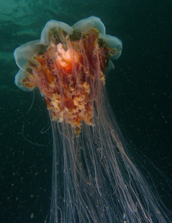 libutron:  The Lion’s Mane Jellyfish - The largest jellyfish