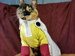 cat-cosplay:  ONE PUUUUUUUUUNCH!!!   Debuting our Saitama Cosplay