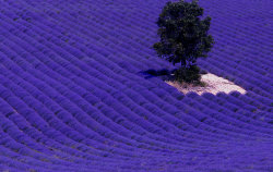 andromeda4002013:  lavender field  