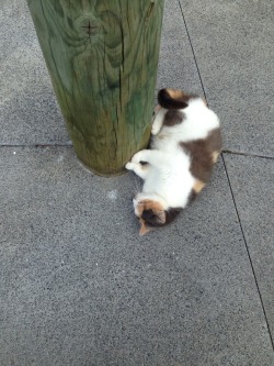 botanize:this cat wait with me for the bus most days like jt