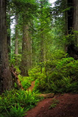 themountainsare:  Damnation Creek trail - Redwood National Park
