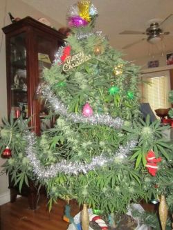 marijuanacrops:  Merry Christmas to all