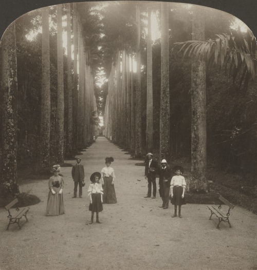 dame-de-pique: H.C. White Co. - Avenue of palms in the Botanical