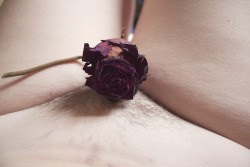 nudesandmonet:  the hue of the rose matches my stretchmarks 