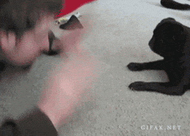 hilarious-gifs:  Click here for more Hilarious-Gifs! 