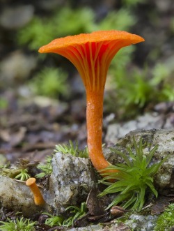 foxesandfungus:  Cantharellus cibarius, commonly known as the chanterelle or girolle.