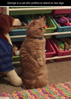 tastefullyoffensive:  He looks so concerned about everything.