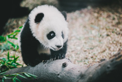 giantpandaphotos:  Mei Huan / Mei Lun at Zoo Atlanta in Georgia,