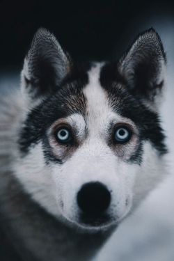 jrxdn:   Husky | Instagram | Facebook  