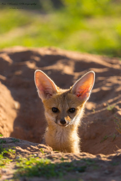 llbwwb:   (via 500px / Young Cape Fox by Iris Braun) 