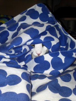 derpycats:  “Ha ha, silly human! You cannot see me as I