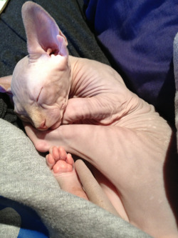 clavid:  handsomelyhairless:  Bath time makes him tired.  omg