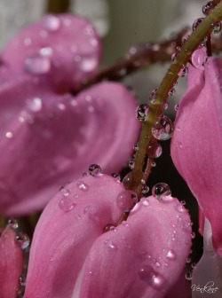 orchidaorchid:  “For in the dew of little things …. the heart