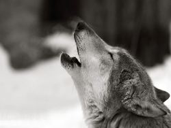 wolfalphawolf
