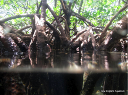 neaq:  Where reef meets mangroves meets seagrass: The Pelicans