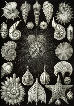 magictransistor:  Ernst Haeckel, Kunstformen der Natur (Art Forms