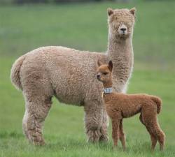 biology-online:  Baby alpacas are called cria. Mother and baby