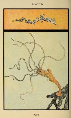 nemfrog:  Chart IV. Hydra. In brook and bayou. 1897. 