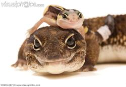 furbearingbrick:  you can tell this is a high-ranking gecko because