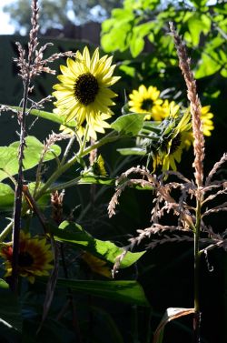 delishytown:  Edible Landscape Update Aug 23rd, 2013 We have