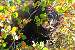 nack-mun:  tulipnight:  Cinnamon-colored Black Bear by Jen Hall