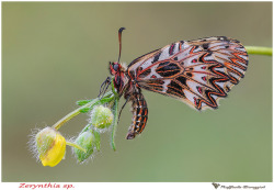 lonelyetntomologist:  Zerynthia sp. by Raffaella Coreggioli (