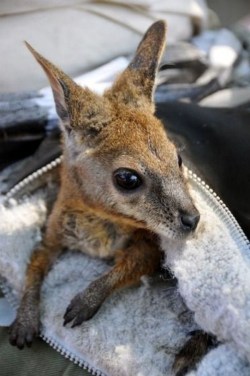 Next best thing to Mom (a baby Kangaroo keeps warm in a fleece