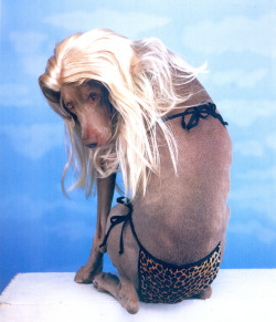 archivings:  Bikini (1999), Fashion Photographs by William Wegman