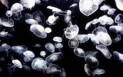 spectrumsg:  Jellyfish float around in an illuminated tank listlessly.