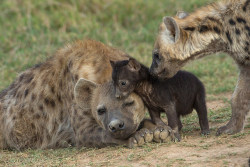 thepredatorblog:  Hyenas (by chrisgalvinphoto)