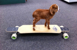 jasminedarling:  He was a skater goat, he said see you later,