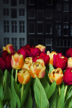 matthewschiavello:  Amsterdam- Fake tulips with black & white