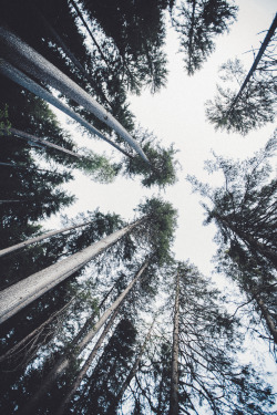 elenamorelli:  { just me and the trees, under the cloudy sky