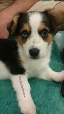 Everyone, meet our adorable corgi puppy ^-^ Lil bun will have