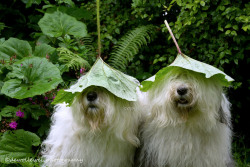 blacksquares:  callingoutbigotry:  These leafdogs soothe my soul